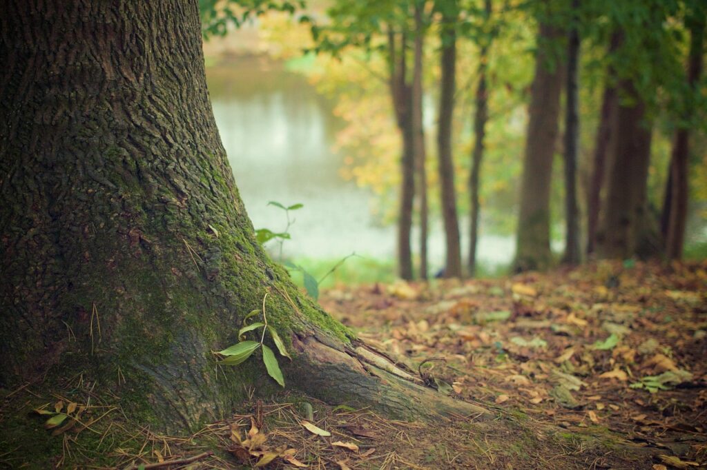 tree, trunk, roots, bark, tree trunk, tree bark, forest, woods, forest ground, fallen leaves, woodland, nature, wood, forest floor, tree, tree, tree, tree, forest, forest, forest, forest, forest